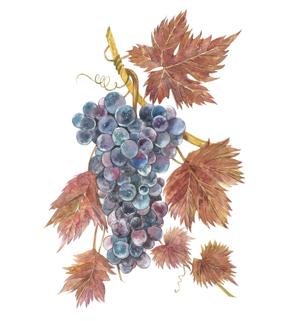 Watercolor illustration of bunches of grapes. Hand drawn watercolor illustration.の写真素材