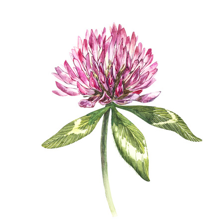 Flower of red clover with leaves. Watercolor botanical illustration isolated on white background. Happy Saint Patricks Day.の写真素材