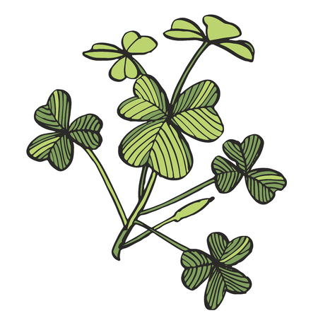 Green Clover vector set. Isolated wild plant and leaves on white background. Detailed botanical sketchのイラスト素材