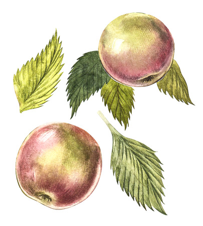 Collection of highly detailed hand drawn apples. Watercolor botanical illustration isolated on white background.の写真素材