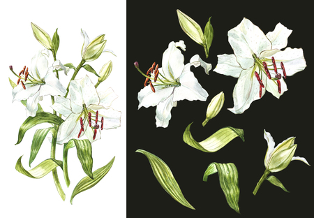 Watercolor set of white lilies, hand drawn botanical illustration of flowers on a dark background.の写真素材