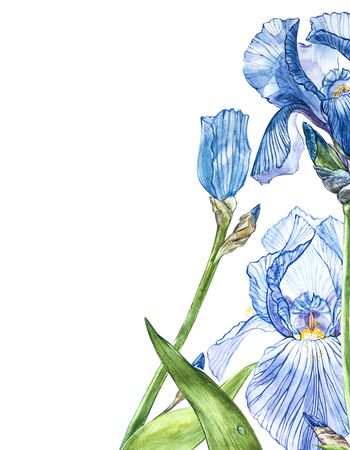 Flowers of Iris. Watercolor hand drawn botanical illustration of flowers isolated on a white backgroundの写真素材