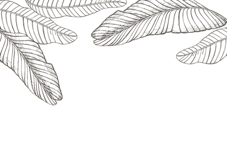 Summer tropical leaves vector design. Floral background illustration. Invitation or card design with jungle leaves.のイラスト素材