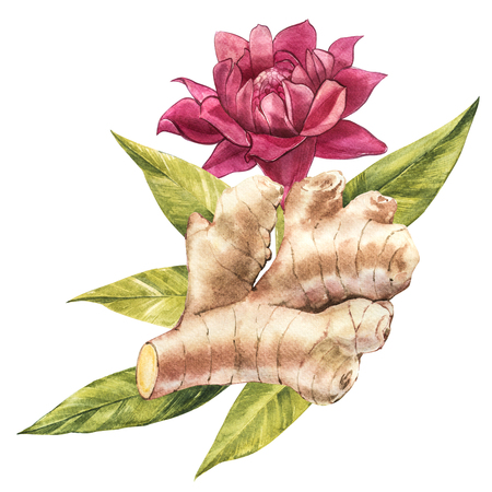 Hand Drawn Ginger watercolor sketch. Illustration For Food Design.の写真素材