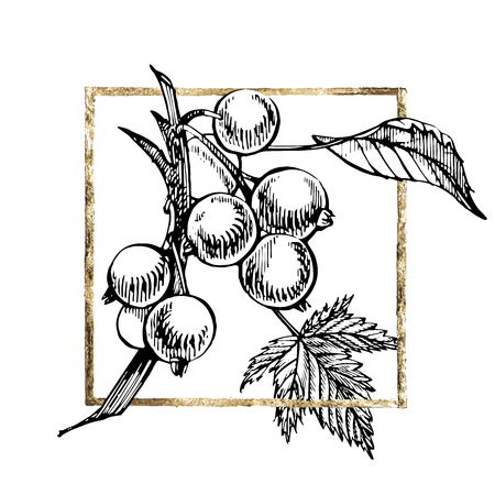 Hand drawn black currant sketch set. Forest berries illustrations. Isolated on white background. Retro sketch style vector illustration. Gold frame.のイラスト素材