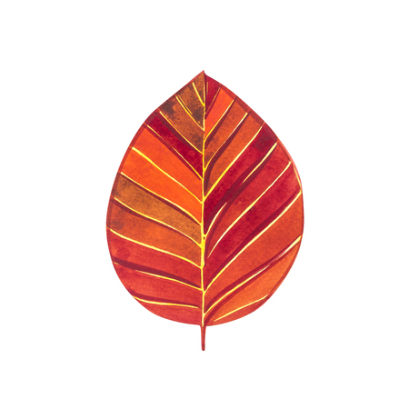 Autumn leaf - Beech. Autumn maple leaf isolated on a white background. Watercolor illustration.の写真素材