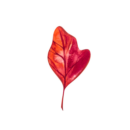 Autumn leaf - Sassafras. Autumn maple leaf isolated on a white background. Watercolor illustration.の写真素材