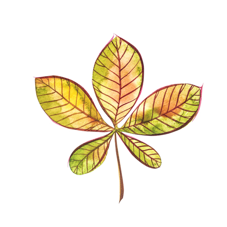 Hand drawn watercolor painting of chestnut leaves isolated on white background. Autumn leaf. Watercolor illustration.の写真素材