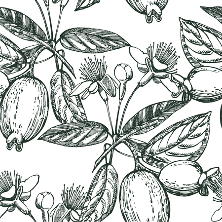 Collection of feijoa fruit, flower, leaves and feijoa slice. Vector hand drawn illustrationのイラスト素材