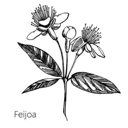 Collection of feijoa fruit, flower, leaves and feijoa slice. Vector hand drawn illustrationのイラスト素材
