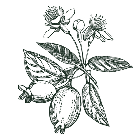 Collection of feijoa fruit, flower, leaves and feijoa slice. Vector hand drawn illustrationのイラスト素材