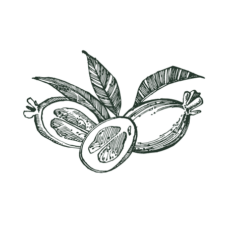 Collection of feijoa fruit, flower, leaves and feijoa slice. Vector hand drawn illustrationのイラスト素材