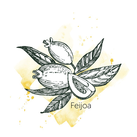 Collection of feijoa fruit, flower, leaves and feijoa slice. Vector hand drawn illustrationのイラスト素材