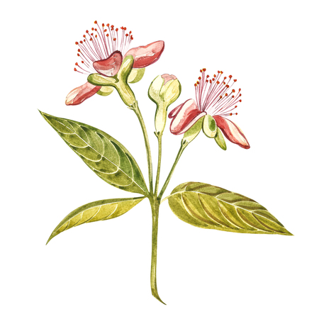 Watercolor illustration feijoa plant. Hand drawn watercolor painting on white background. Watercolor background with feijoa fruit, leaves and feijoa slice.の写真素材
