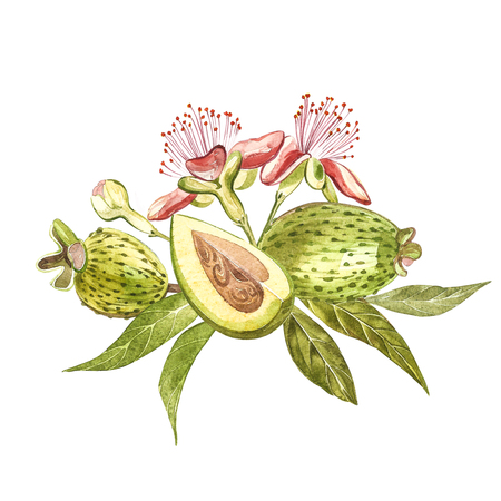Watercolor illustration feijoa plant. Hand drawn watercolor painting on white background. Watercolor background with feijoa fruit, leaves and feijoa slice.の写真素材