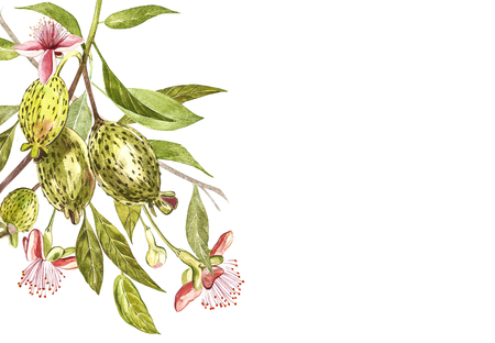 Watercolor illustration feijoa plant. Hand drawn watercolor painting on white background. Watercolor background with feijoa fruit, leaves and feijoa slice.の写真素材