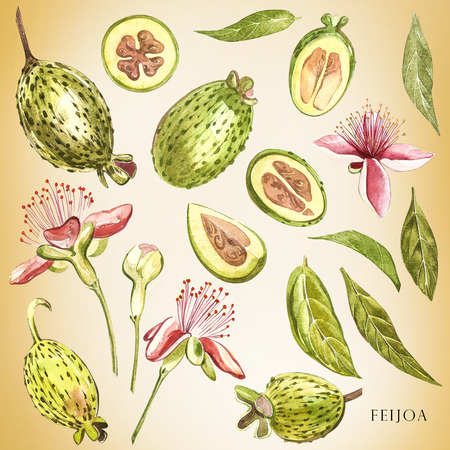 Watercolor illustration feijoa plant. Hand drawn watercolor painting on white background. Watercolor background with feijoa fruit, leaves and feijoa slice.の写真素材