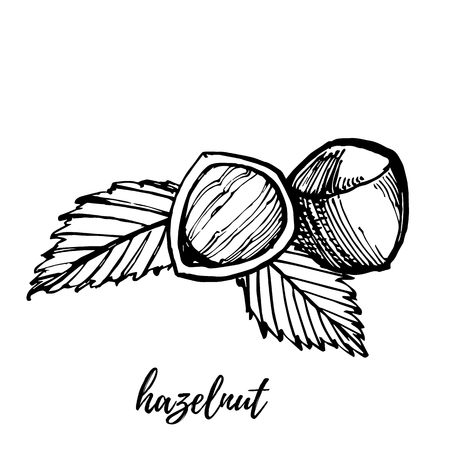 Hazelnuts sketch illustrations. Vector Hand drawn illustrations isolated on white background.のイラスト素材