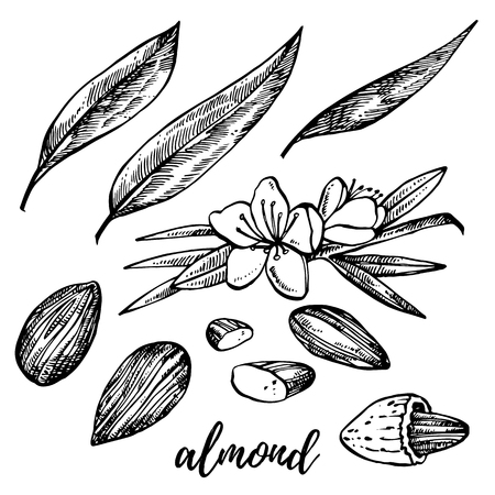 Almonds sketch illustrations. Vector Hand drawn illustrations isolated on white backgroundのイラスト素材