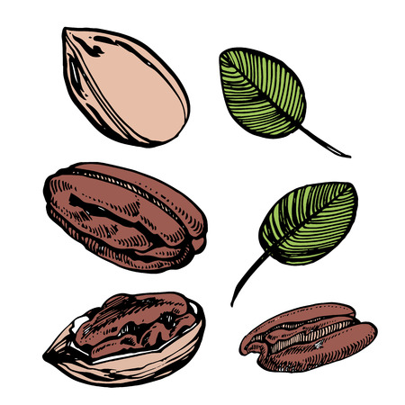 Pecan nuts and leaves vector hand drawn illustration. Ink sketch of nuts. Hand drawn vector illustration. Isolated on white background.のイラスト素材