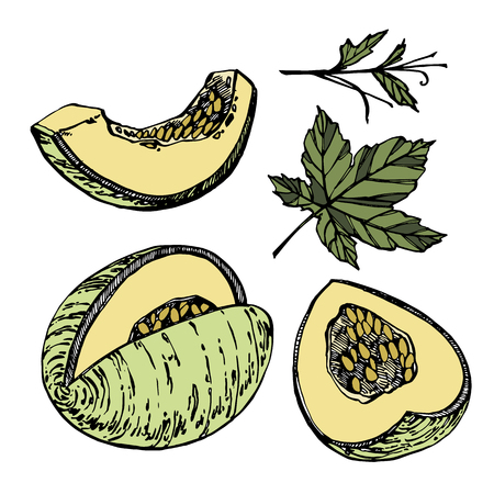 Hand drawn sketch style melon illustrations isolated on white background. Fresh food vector illustration.のイラスト素材