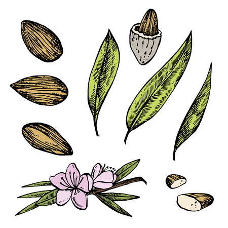 Almonds sketch illustrations. Vector Hand drawn illustrations isolated on white background.のイラスト素材