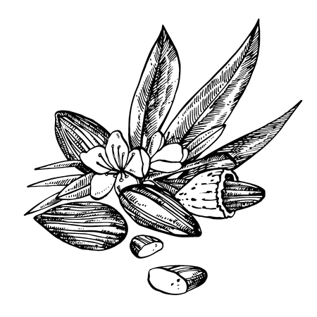 Almonds sketch illustrations. Vector Hand drawn illustrations isolated on white background.のイラスト素材
