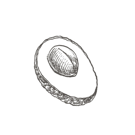 Avocado. Vector hand drawn illustrations. Tropical summer fruit engraved style illustrationのイラスト素材