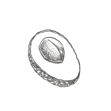 Avocado. Hand drawn illustrations. Tropical summer fruit engraved style illustration.の写真素材