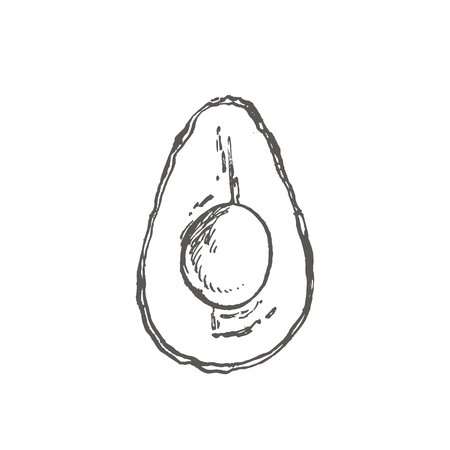 Avocado. Hand drawn illustrations. Tropical summer fruit engraved style illustrationの写真素材