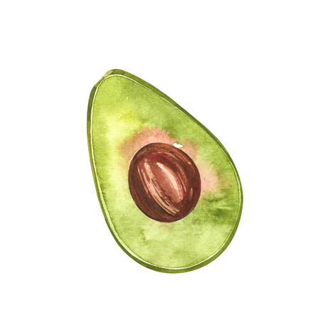 Avocado watercolor hand draw illustration isolated on white backgroundの写真素材