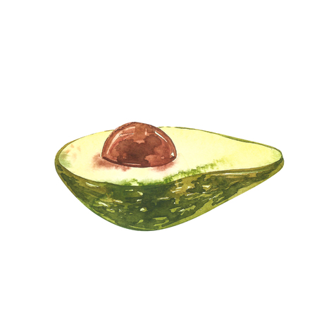 Avocado watercolor hand draw illustration isolated on white backgroundの写真素材