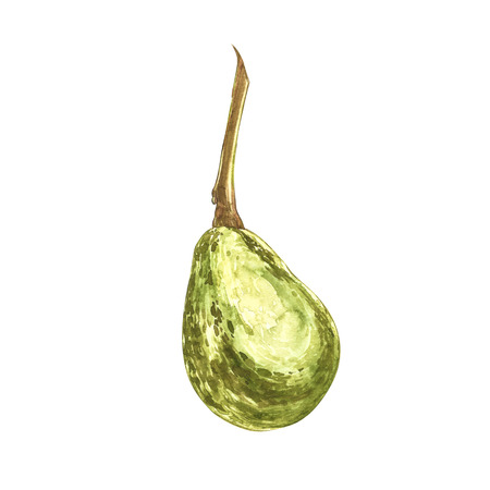 Avocado watercolor hand draw illustration isolated on white background.の写真素材