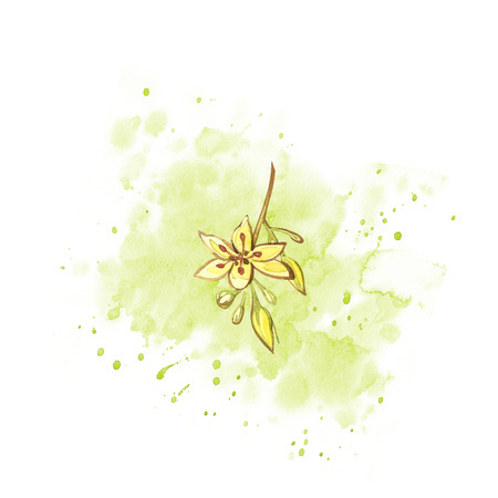 Avocado watercolor hand draw illustration isolated on white background.の写真素材