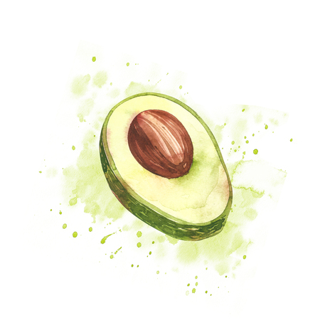 Avocado watercolor hand draw illustration isolated on white background.の写真素材
