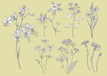 Collection of hand drawn flowers and herbs. Botanical plant illustration. Vintage medicinal herbs sketch set of ink hand drawn medical herbs and plants sketchの写真素材