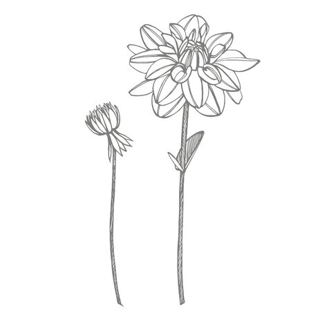 Hand-drawn ink dahlias. Floral elements. Graphic flowers illustrations. Botanical plant illustration. Vintage medicinal herbs sketch set of ink hand drawn medical herbs and plants sketch.の写真素材