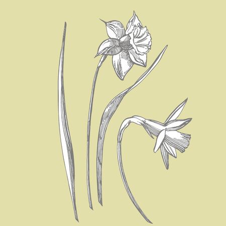 Daffodil or Narcissus flower drawings. Collection of hand drawn black and white daffodil. Hand Drawn Botanical Illustrationsの写真素材