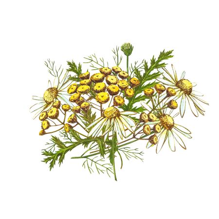 Wildflowers medicinal tansy watercolor illustrations. Isolated on the white background. Blossom, herbarium plant. Accurate botanical illustration.の写真素材