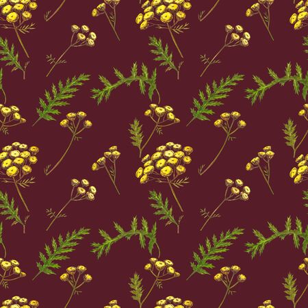 Wildflowers medicinal tansy watercolor illustrations. Isolated on the white background. Blossom, herbarium plant. Accurate botanical illustration. Seamless patterns.の写真素材