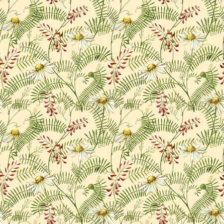 Wildflowers medicinal Tufted Vetch watercolor illustrations. Isolated on the white background. Blossom, herbarium plant. Accurate botanical illustration. Seamless patterns.の写真素材