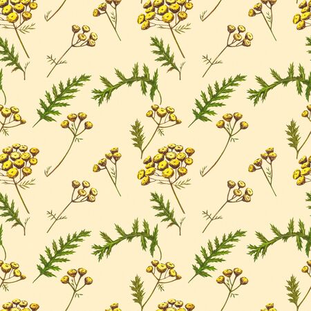 Wildflowers medicinal tansy watercolor illustrations. Isolated on the white background. Blossom, herbarium plant. Accurate botanical illustration. Seamless patterns.の写真素材