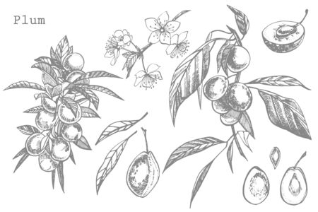 Plums hand drawn illustration. Ink sketch. Hand drawn illustration. Seamless pattern. Healthy organic food. Farm market products. Best for package design.のイラスト素材