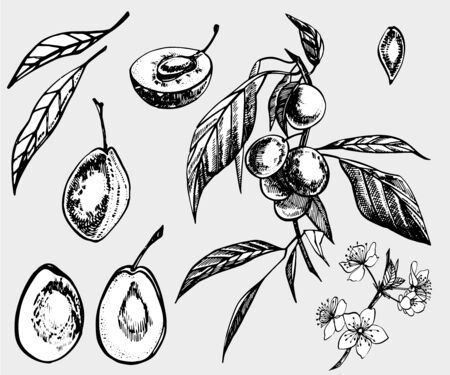 Plums hand drawn illustration. Ink sketch. Hand drawn illustration. Seamless pattern. Healthy organic food. Farm market products. Best for package design.のイラスト素材