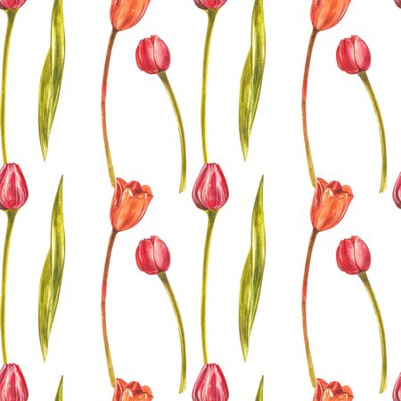 Watercolor Tulips. Wild flower set isolated on white. Botanical watercolor illustration, orange tulips bouquet, rustic flowersの写真素材