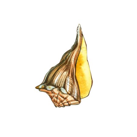 Shells collection. Hand-drawn watercolor illustration of the under the sea. Can be used as...