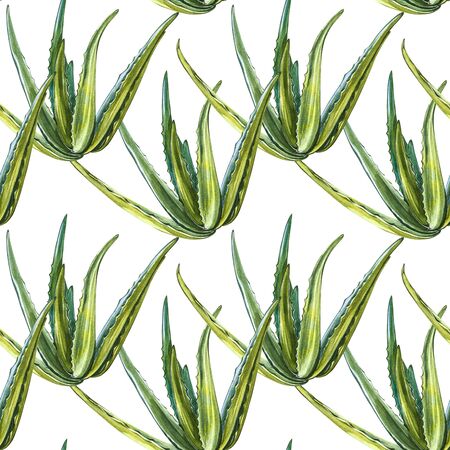 Aloe Vera plant on white Background. Watercolor agave, aloe vera,succulent, green plant. Botanical watercolor illustration of Aloe Vera. Seamless patterns.の写真素材