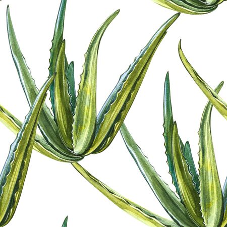 Aloe Vera plant on white Background. Watercolor agave, aloe vera,succulent, green plant. Botanical watercolor illustration of Aloe Vera. Seamless patterns.の写真素材