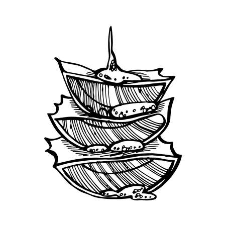 Aloe Vera plant on white Background. Graphic illustration agave, aloe vera, succulent, green plant. Botanical graphic illustration of Aloe Vera.のイラスト素材