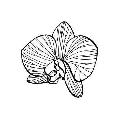 White flowers. SPA concept. Graphic illustrations. Botanical painting on isolated white background. Can be used as background for web pages wedding invitations, greeting cards, postcards, patternsのイラスト素材